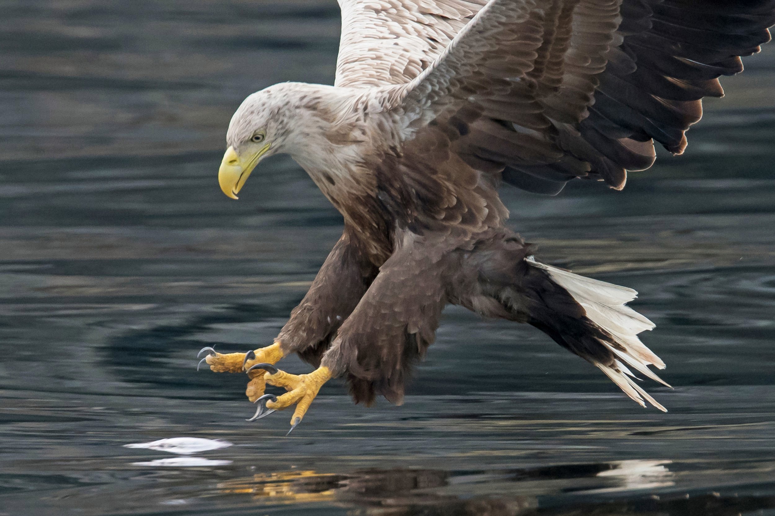 UK- Sea eagle returns to England for first time in 240 years - Tunisia News