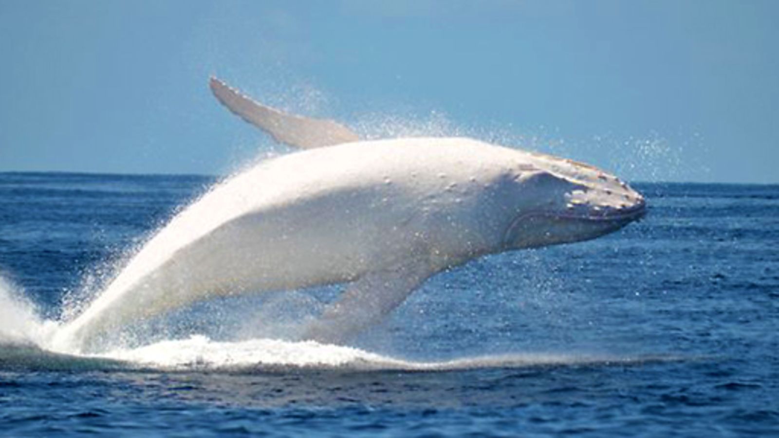 Rare White Humpback Whale Spotted In Australian Waters - Tunisia News