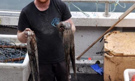 England – Why Are Octopuses Suddenly Swarming British Shores?